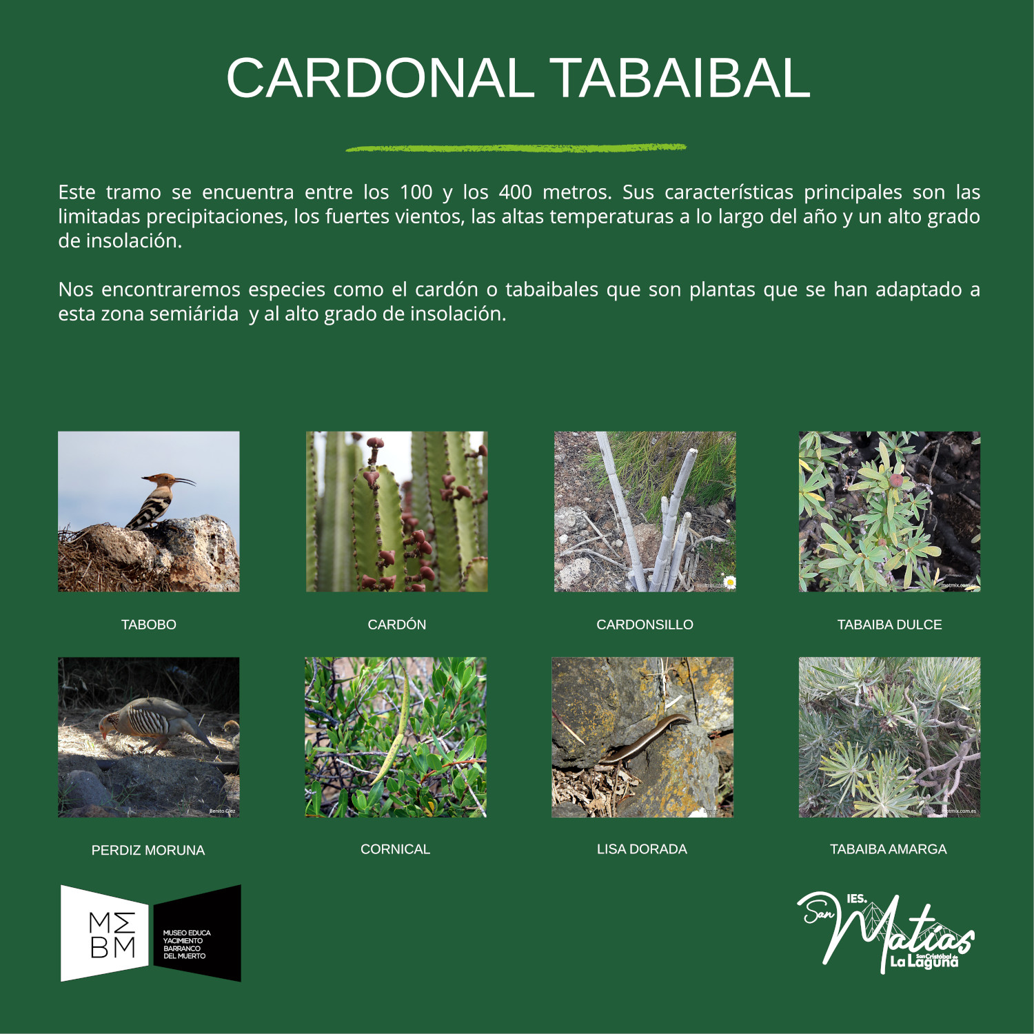 cardonal tabaibal