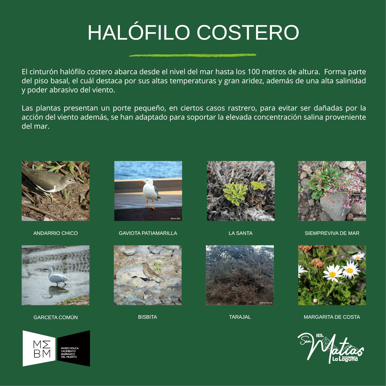 halofito costero