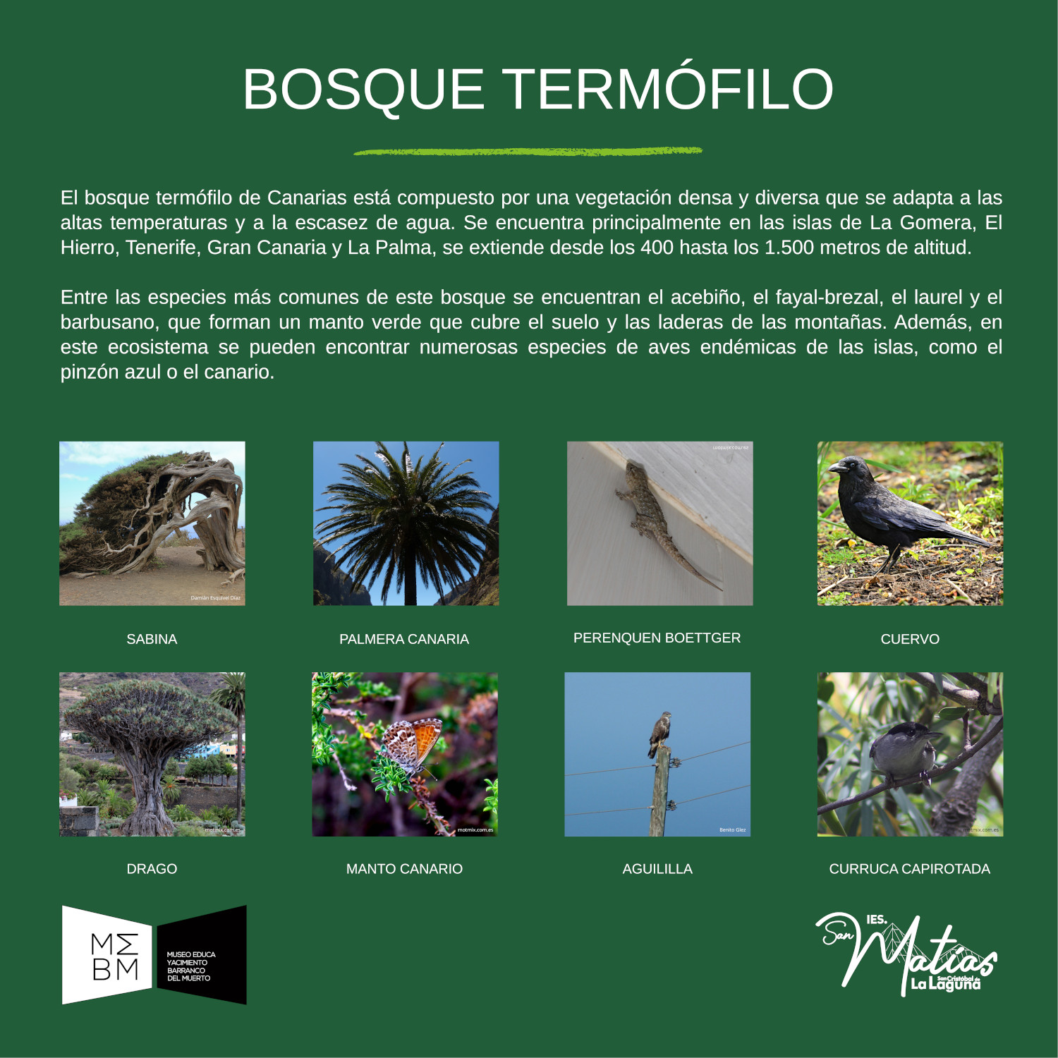 bosque termófilo